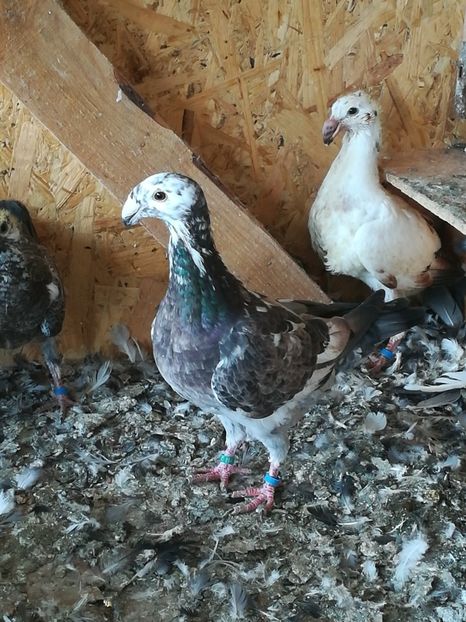  - Tineret germani 2019