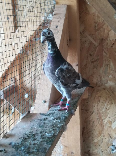  - Tineret germani 2019