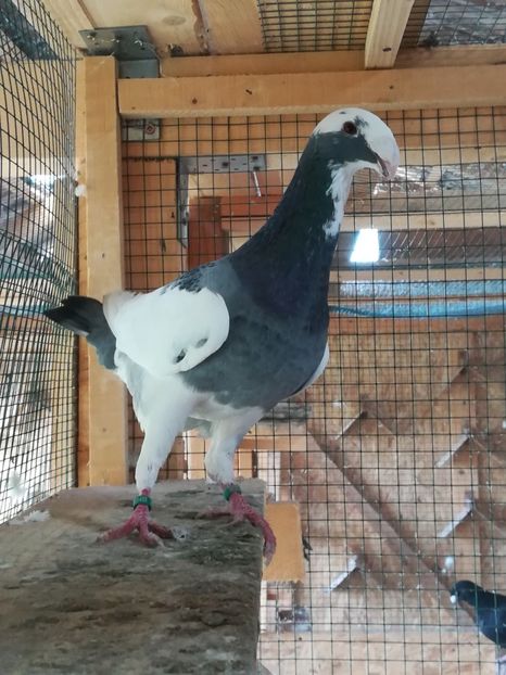  - Tineret germani 2019