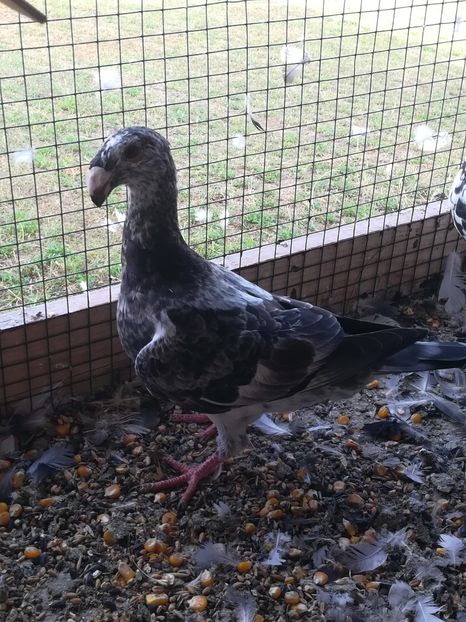  - Tineret germani 2019