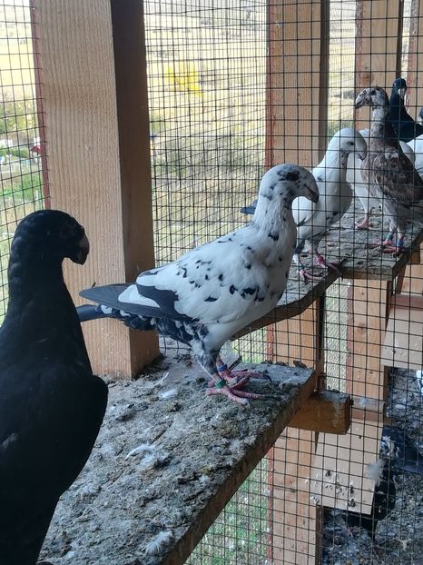  - Tineret germani 2019