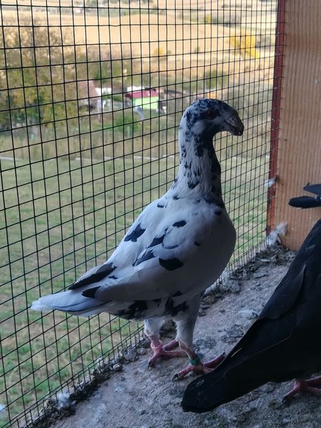  - Tineret germani 2019