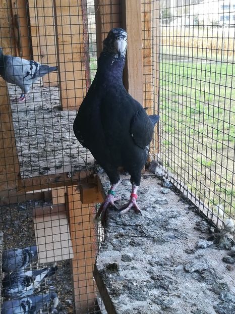  - Tineret germani 2019