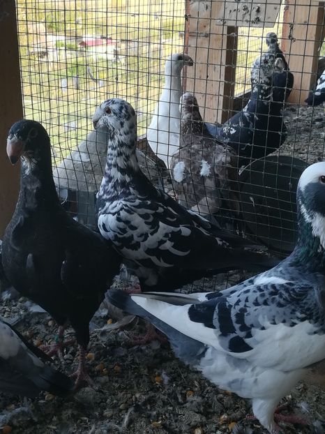  - Tineret germani 2019