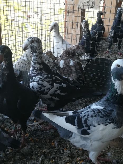  - Tineret germani 2019