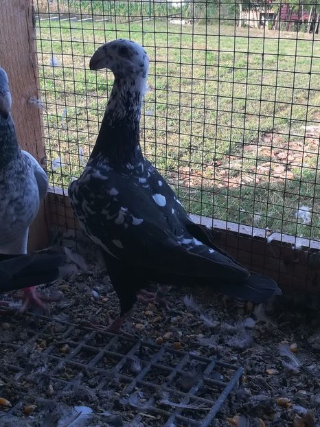  - Tineret germani 2019