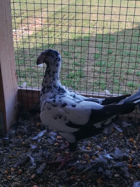  - Tineret germani 2019