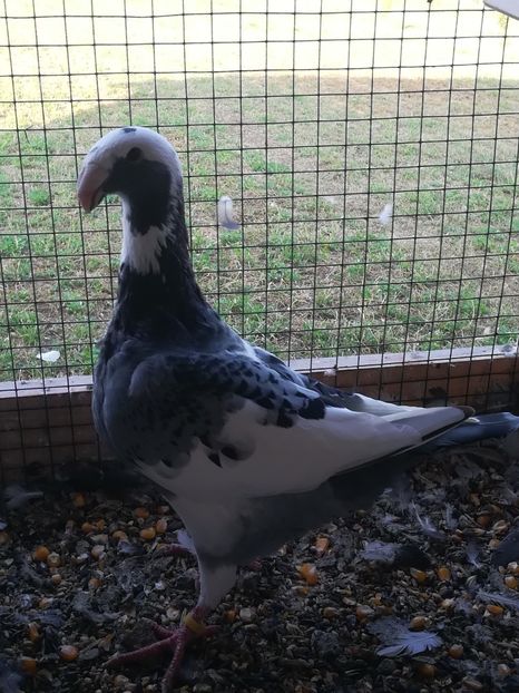  - Tineret germani 2019