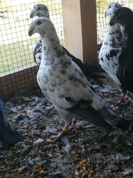  - Tineret germani 2019