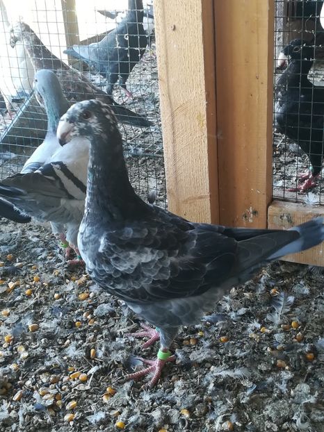  - Tineret germani 2019