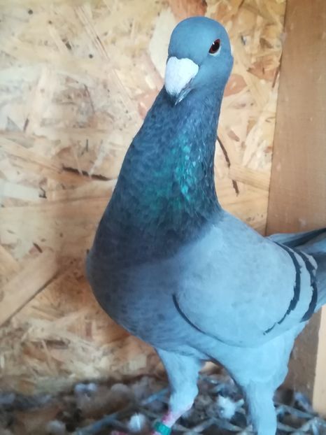  - Tineret germani 2019