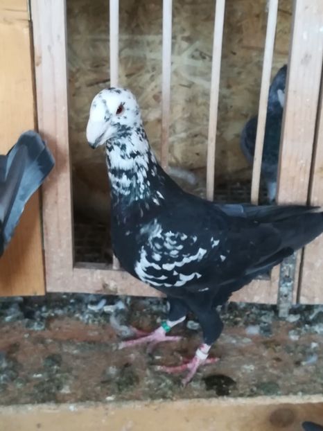  - Tineret germani 2019