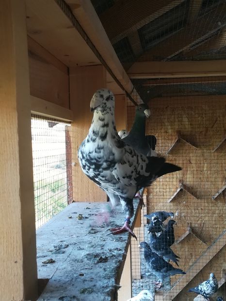  - Tineret germani 2019