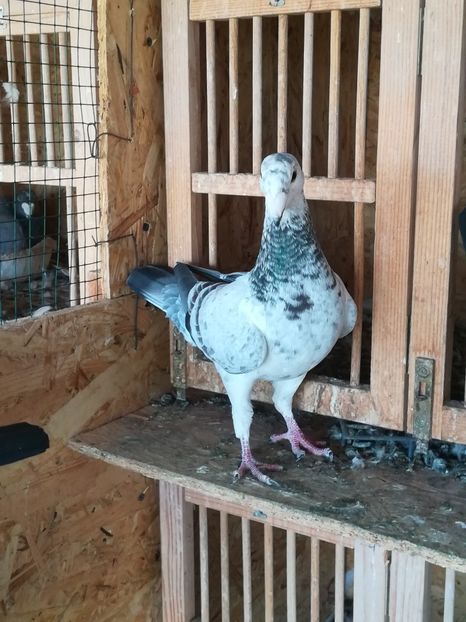  - Tineret germani 2019