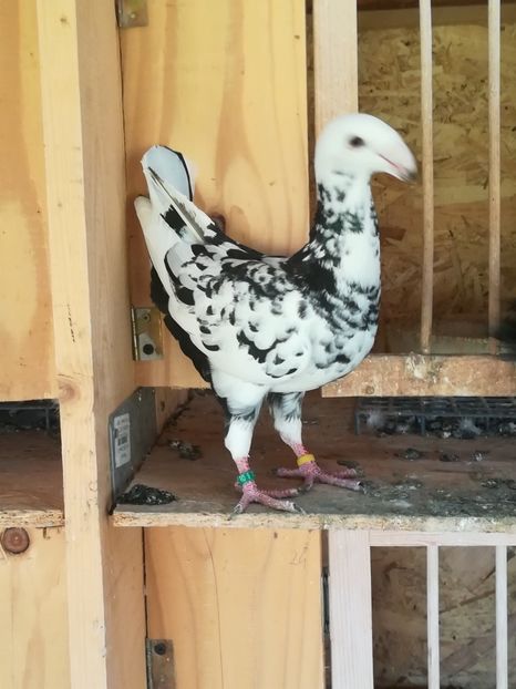  - Tineret germani 2019