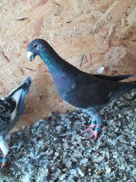  - Tineret germani 2019