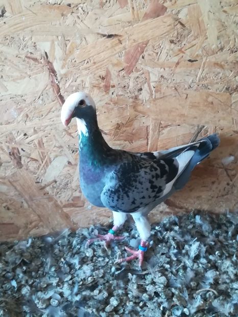  - Tineret germani 2019