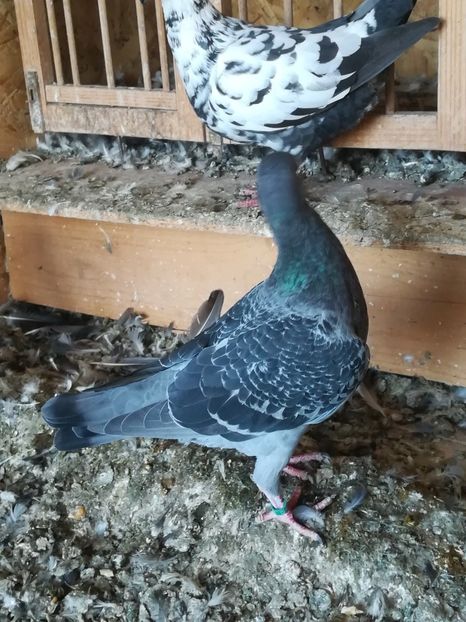  - Tineret germani 2019