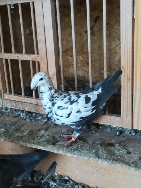  - Tineret germani 2019