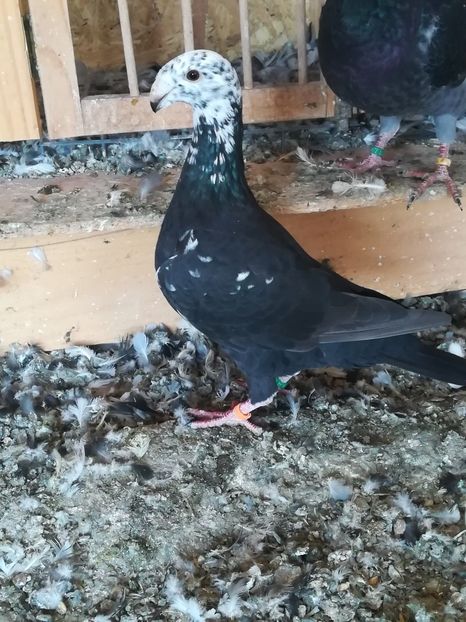  - Tineret germani 2019