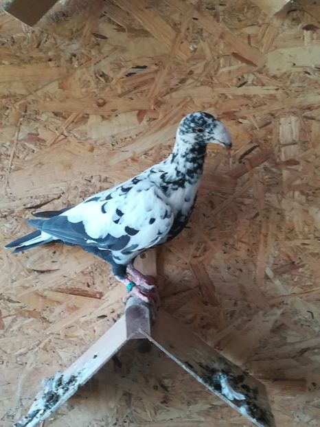  - Tineret germani 2019