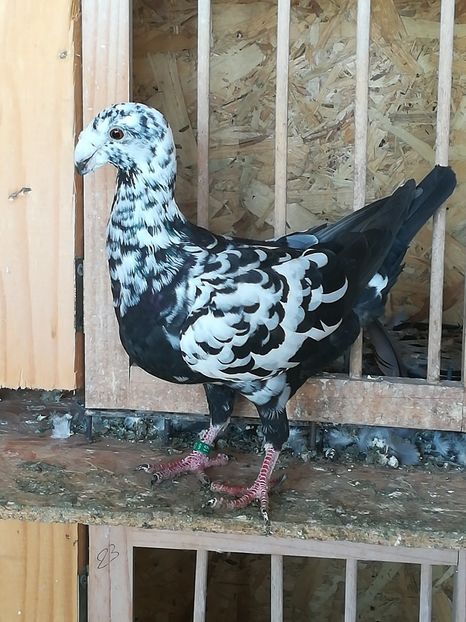  - Tineret germani 2019