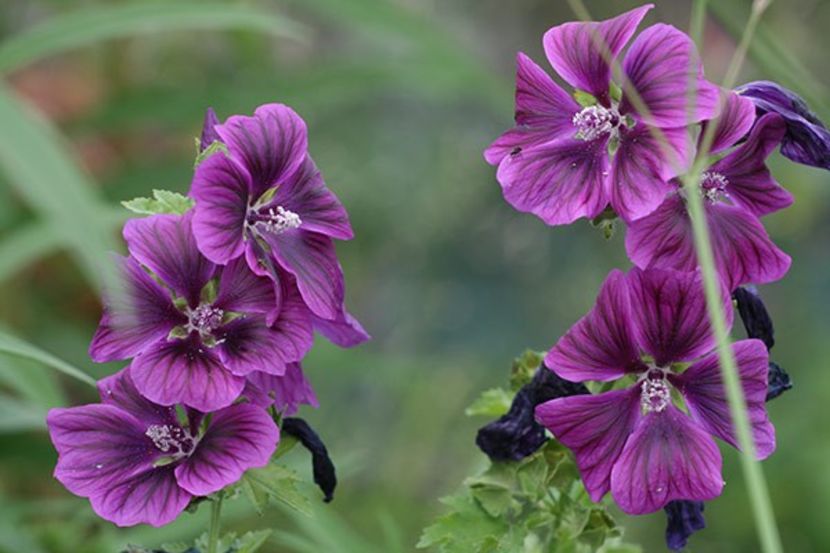 malva silvestris - flori