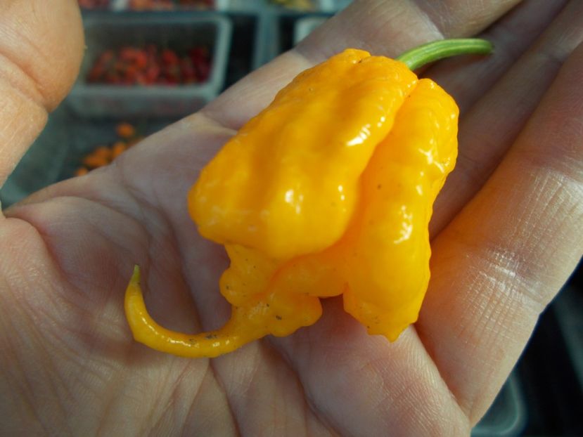  - SEMINTE ARDEI IUTE - AI 41 YELLOW PRIMO - NEIZOLAT