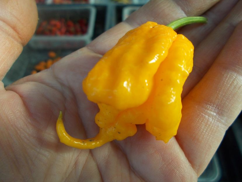  - SEMINTE ARDEI IUTE - AI 41 YELLOW PRIMO - NEIZOLAT