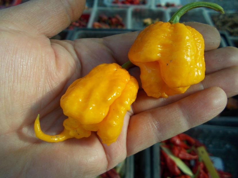  - SEMINTE ARDEI IUTE - AI 41 YELLOW PRIMO - NEIZOLAT