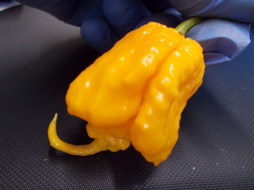  - SEMINTE ARDEI IUTE - AI 41 YELLOW PRIMO - NEIZOLAT