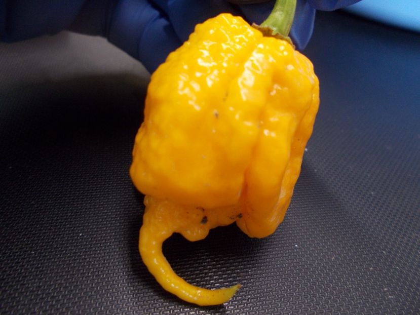  - SEMINTE ARDEI IUTE - AI 41 YELLOW PRIMO - NEIZOLAT