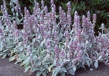 stachys_byzantina - flori