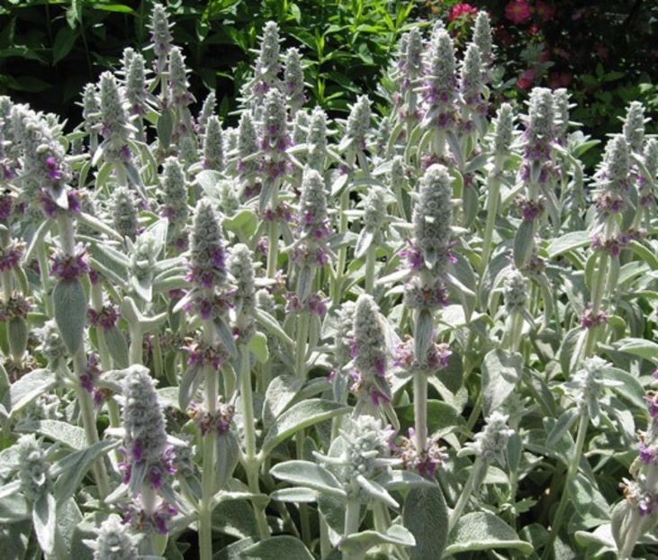 Lambs_Ear_Seeds_Stachys_Byzantina_Lanata__53099.1499799725.1280.1280 - flori