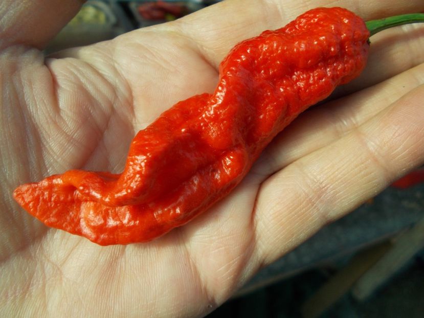  - SEMINTE ARDEI IUTE - AI 40 BLACK PANTHER - NEIZOLAT