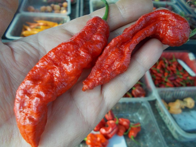  - SEMINTE ARDEI IUTE - AI 40 BLACK PANTHER - NEIZOLAT