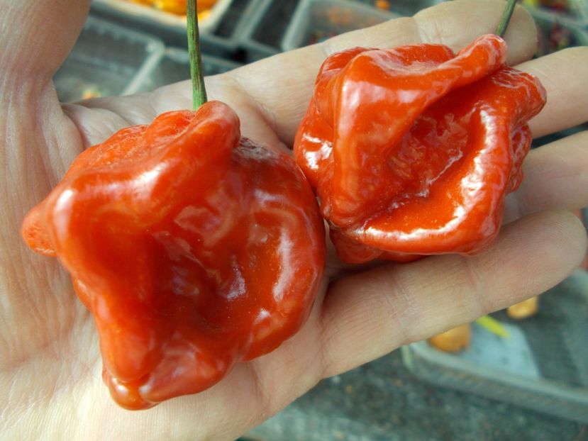  - SEMINTE ARDEI IUTE - AI 57 HABANERO CAPPUCCINO - NEIZOLAT