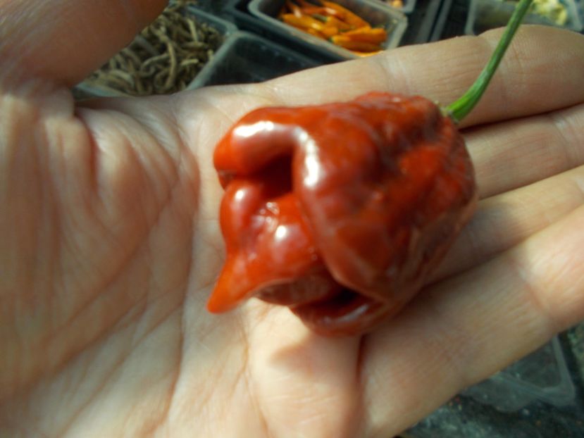  - SEMINTE ARDEI IUTE - DEVIL S CLAW CHOCOLATE F3 - NEIZOLAT - AI 52