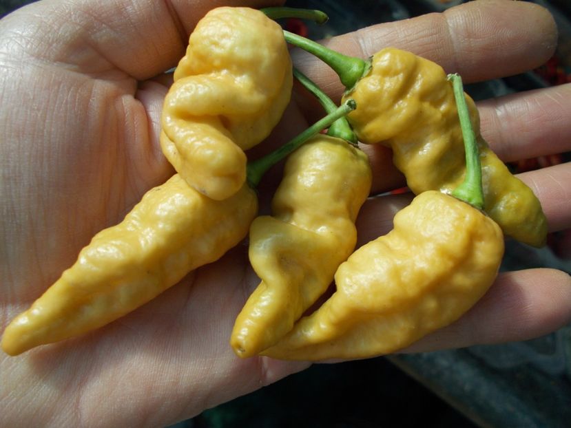  - SEMINTE ARDEI IUTE - AI 45 DEVILS CLAW MUSTARD - NEIZOLAT