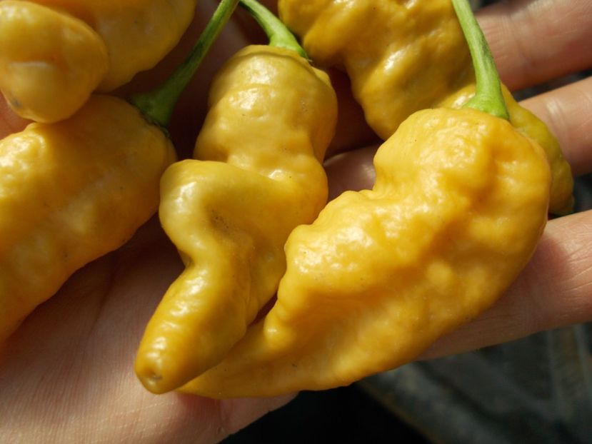  - SEMINTE ARDEI IUTE - AI 45 DEVILS CLAW MUSTARD - NEIZOLAT