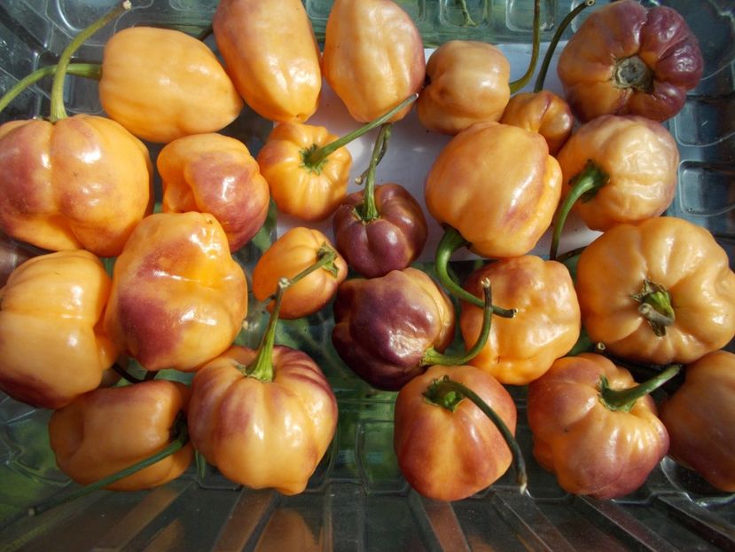  - SEMINTE ARDEI IUTE - AI 56 CGN 21500 - NEIZOLAT