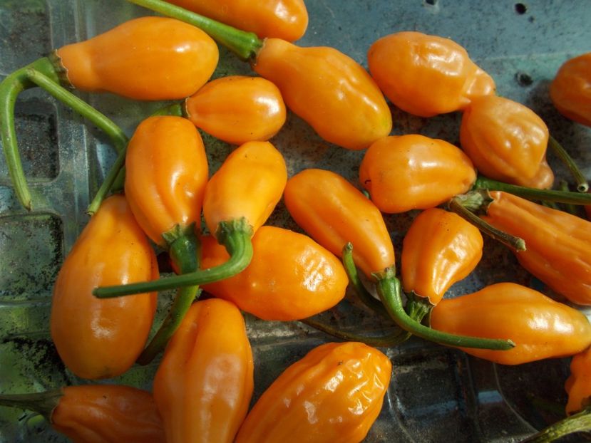  - SEMINTE ARDEI IUTE - AI 50 CABACA PEACH