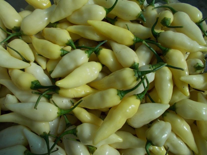  - SEMINTE ARDEI IUTE - AI 60 COYOTE ZAN WHITE - NEIZOLAT