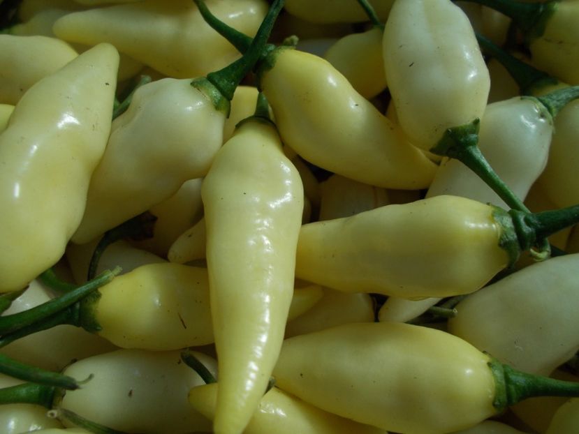  - SEMINTE ARDEI IUTE - AI 60 COYOTE ZAN WHITE - NEIZOLAT