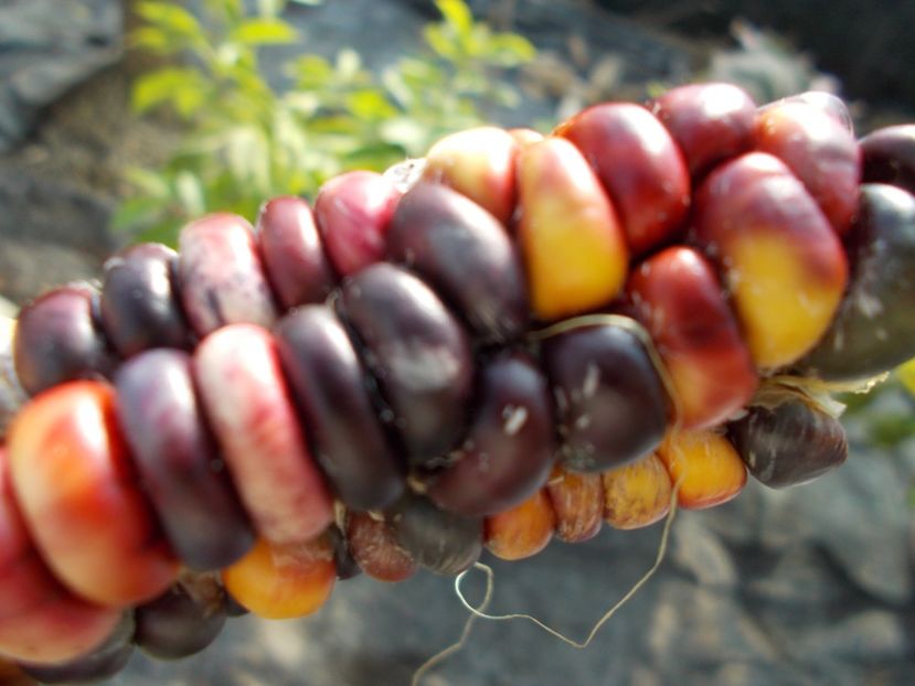  - SEMINTE PORUMB INDIAN - PAINTED MOUNTAIN - P 32