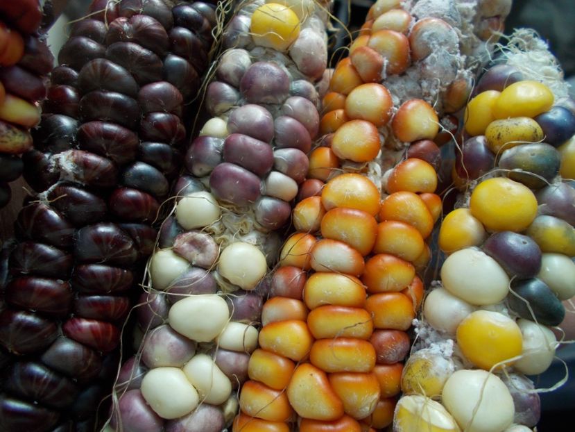  - SEMINTE PORUMB INDIAN - PAINTED MOUNTAIN - P 32