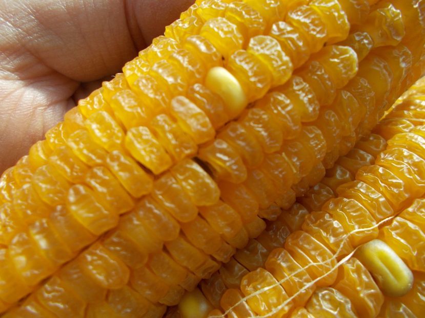  - SEMINTE PORUMB GOLDEN BANTAM - P 10