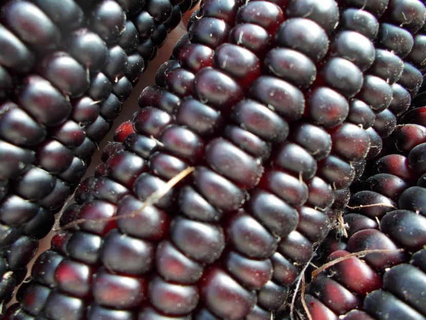  - SEMINTE PORUMB - PURPLE CORN - P 14