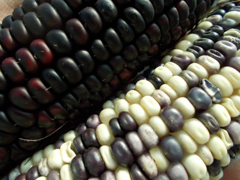  - SEMINTE PORUMB - PURPLE CORN - P 14