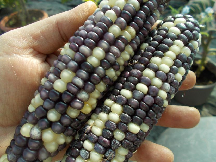  - SEMINTE PORUMB - PURPLE CORN - P 14